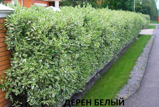 дерен белый